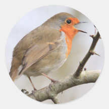 Februar Robin Sticker