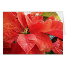 Feiertags-Karten-Rot-Poinsettia
