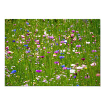 Feld der Blumen Fotografischer Druck