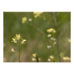 Feld der gelben Blumen Kunstphoto