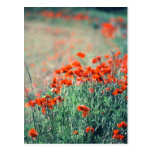 Feld der Postkarte der Mohnblumen-|