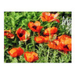 Feld der roten Mohnblumen Postkarten