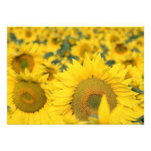 Feld der Sonnenblume-Einladung