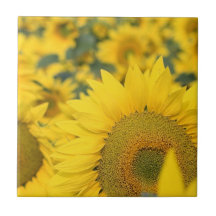 Feld der Sonnenblume-Fliese