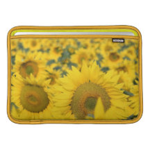 Feld der Sonnenblumen 11" MacBook-Hülse Sleeve Fürs MacBook Air