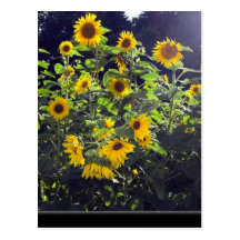 Feld der Sonnenblumen in der Blüte Postkarte
