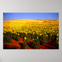 Feld der Sonnenblumen, Südspanien Posterdrucke