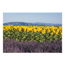 Feld der Sonnenblumen und der Lavendel-Blumen, Fotografie