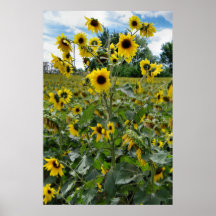 Feld der Wildblumen Plakatdrucke