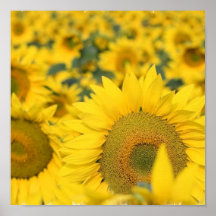 Feld des Sonnenblume-Plakat-Druckes