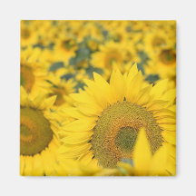 Feld des Sonnenblume-quadratischen Magneten