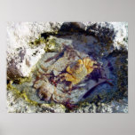 Felsen und Krabben Plakatdruck