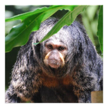 Female Saki Monkey Personalized Announcement