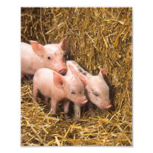 Ferkel Photodrucke