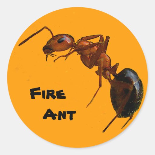 Feuer-Ameise Runde Sticker