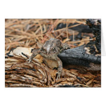 Feuer und wild lebende Tiere Karten