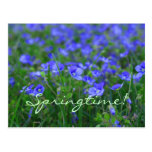 Field of Forget Me Nots Post Cards