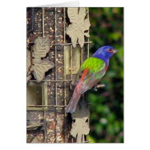 finch-1- 5.-06. Februar Karten