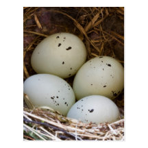 Fink-Eier und Nest Postkarte