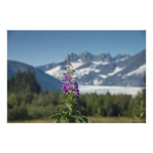Fireweed an Mendenhall Gletscher, Juneau Fotografische Drucke