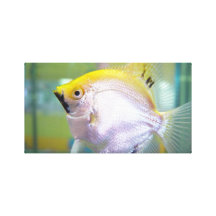 Fisch-Druck Gespannte Galeriedrucke