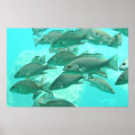 Fisch-Unterwasseransicht Plakatdruck