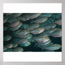 Fische im Aquarium Plakatdruck