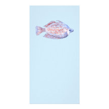 Fische. Rote Linie Rainbowfish. Fotokarten