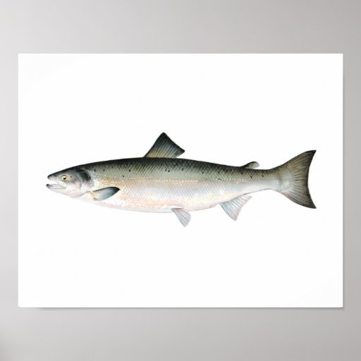 Fischenplakat - atlantische Lachs-Fisch