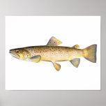 Fischenplakat - Bachforelle-Fisch