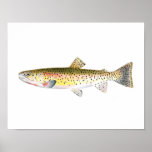 Fischenplakat - felsiger Gebirgsforelle-Fisch