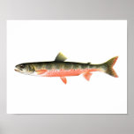 Fischenplakat - kanadischer roter Forelle-Frau-Fis