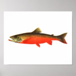 Fischenplakat - kanadischer roter Forelle-Mannesfi