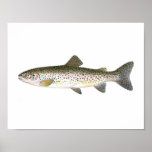 Fischenplakat - Lachsforelle-Fisch