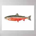 Fischenplakat - Sunapee Forelle-Fisch
