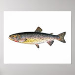 Fischenplakat - Tahoe Forelle-Fisch