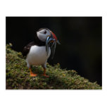 Fisher-Papageientaucher Postkarten
