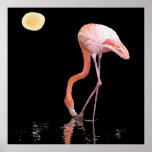 Flamingo am Nachtmondscheinplakat
