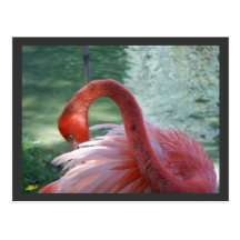 Flamingo II Postkarte