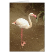 Flamingo Karte