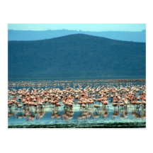 Flamingo Postkarte
