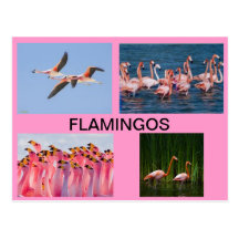 FLAMINGO-POSTKARTE