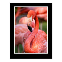 Flamingo-Postkarte