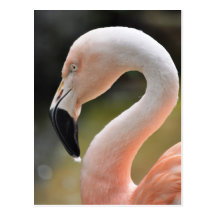 Flamingo Postkarten