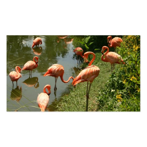 Flamingo-Visitenkarte