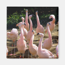 Flamingomagnet Magnete