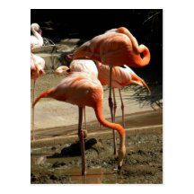 Flamingos 2 postkarten