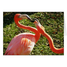 Flamingos Karten