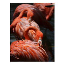 Flamingos Postkarten