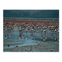 Flamingos, See Nakuru, Kenia Postkarten